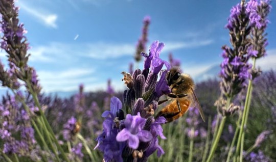 A bee on a lilac flower.