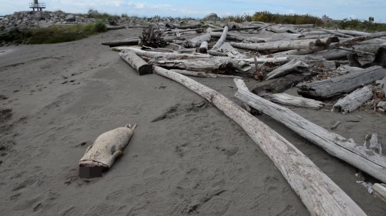 Body of a seal pup on the beach