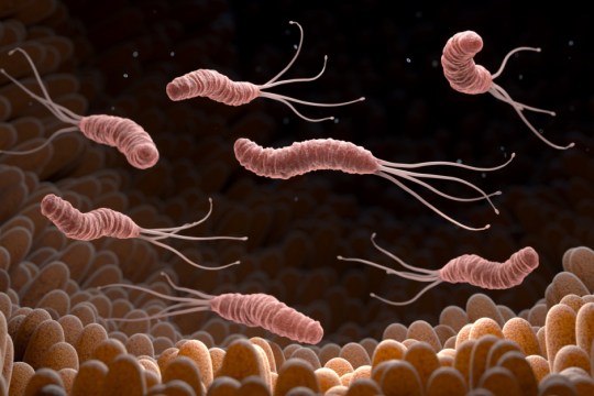 Helicobacter pylori bacteria