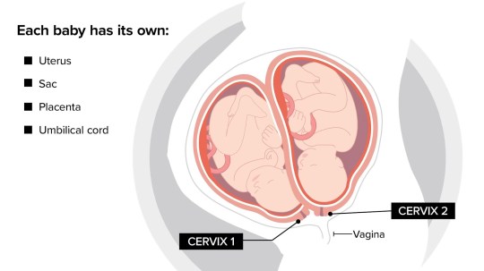 How the babies developed