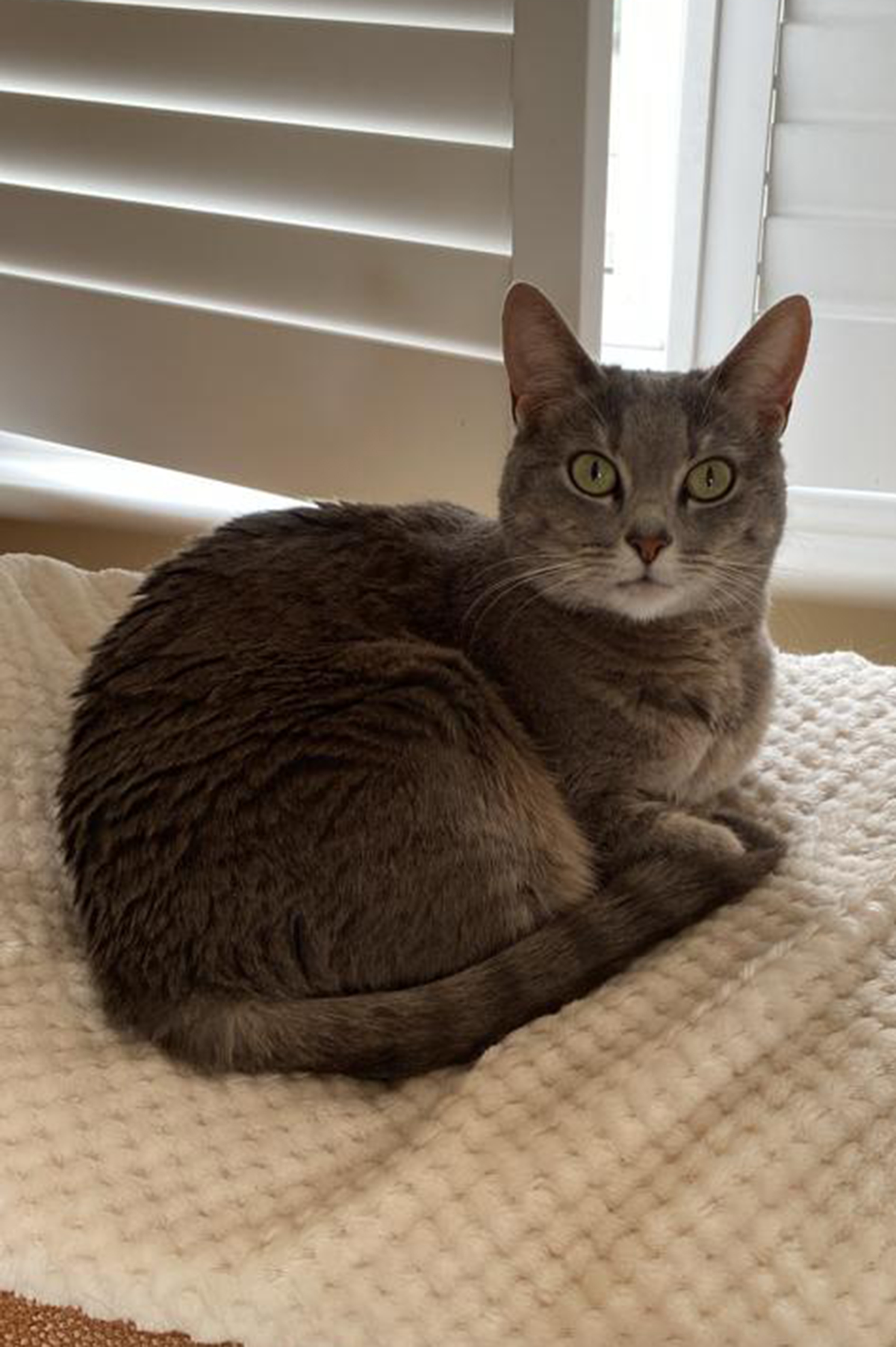 Penny the cat has a good head for figures – calming her owner’s nerves during accountancy exams