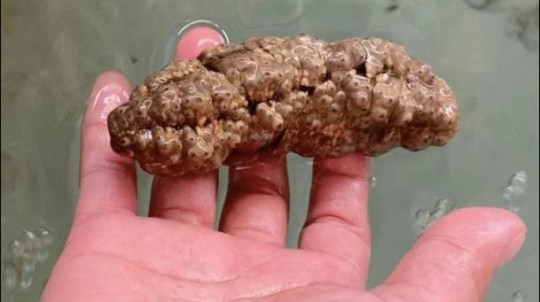 Sea cucumber