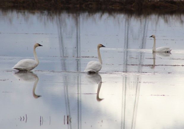 Three swans move placidly through the water of a flooded rice field near Highway 99, about two miles northeast of Richvale, California, Saturday, Dec. 30, 2023. (Ed Booth/Enterprise-Record)