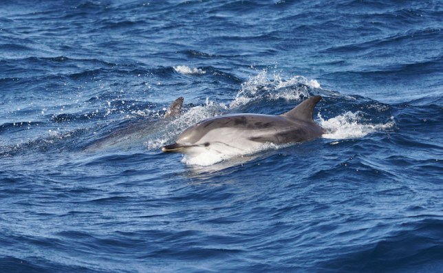 Striped Dolphin