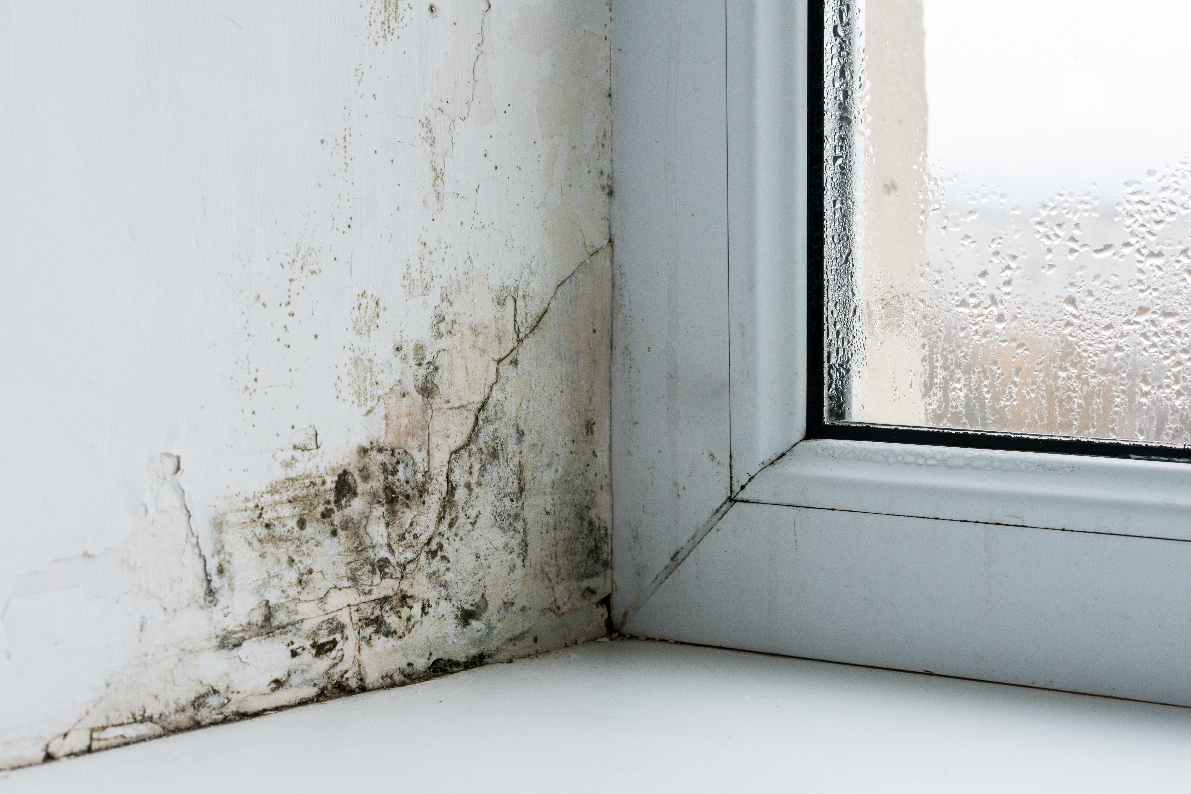 A cheap £3 trick can help you keep mould away and reduce your energy bills