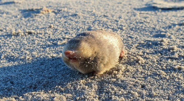 The De Winton's golden mole has been lost for decades