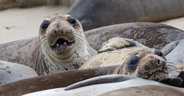 Seals