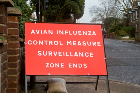 Bird Flu Sign 