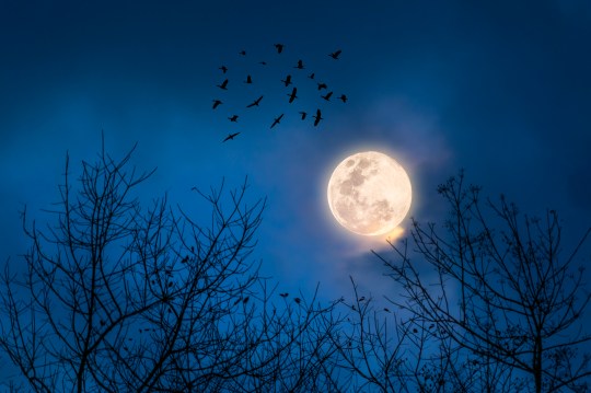 The moon in the sky at night.