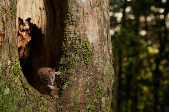 Subtropical Antechinus