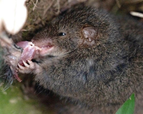 Antechinus cannibalism