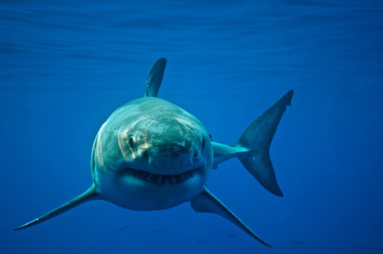 A Great White Shark