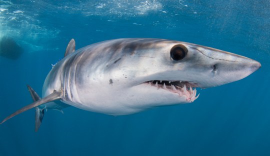 A Mako Shark 