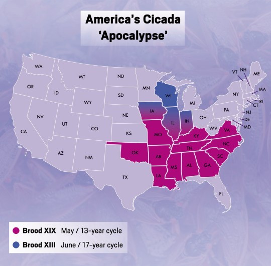 Cicada apocolypse will see 1 trillion insects invade Eatern US in 1 in 200yr event Metro Graphics