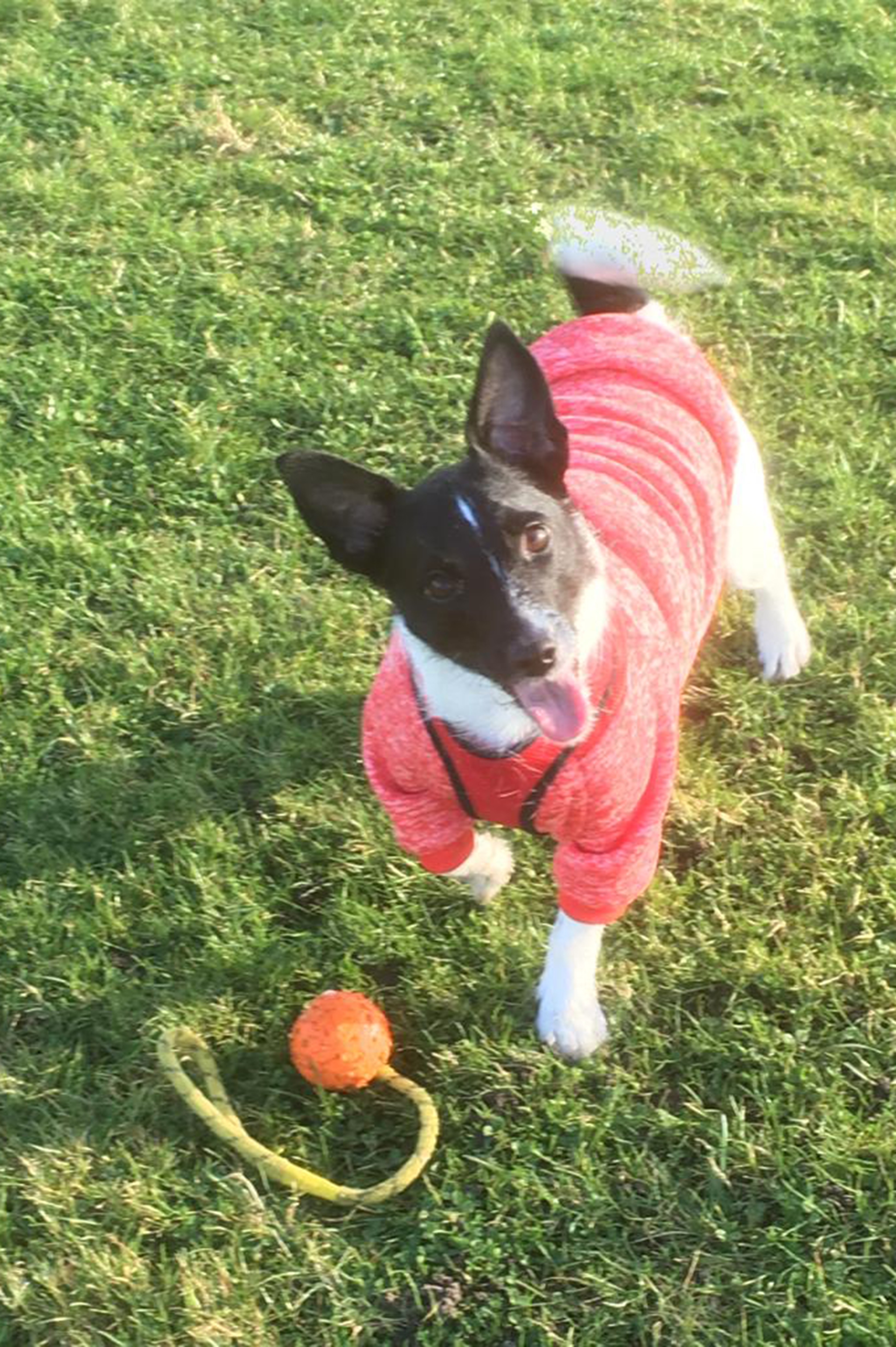 Delcee the Parson Jack Russell is a life-saver for owner Julie Dowling after she was diagnosed with a breathing disorder