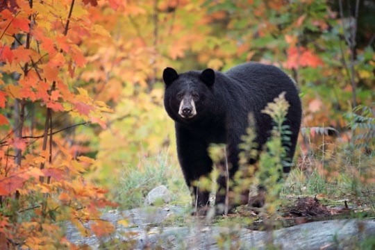 Black Bear & Autumn Colors