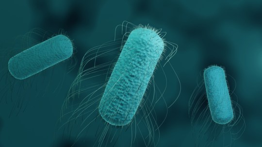 Salmonella bacteria