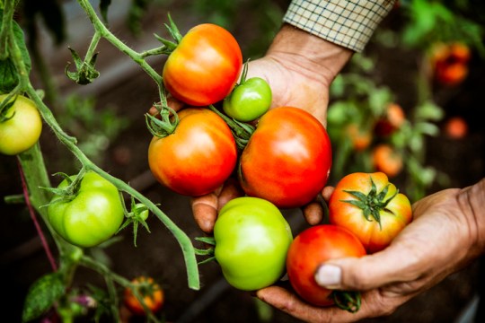 High angle close up of farmer holding bunch of fresh tomatoes.