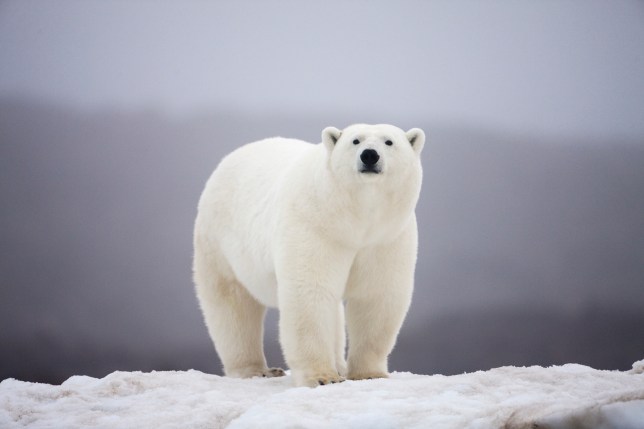 Polar Bear on ice