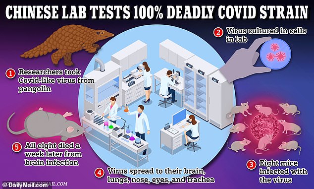 Scientists in Beijing — who are linked to the Chinese military — cloned a Covid-like virus found in pangolins , known as GX_P2V, and used it to infect mice. Every rodent that was infected with the pathogen died within eight days, which the researchers described as 'surprisingly' quick