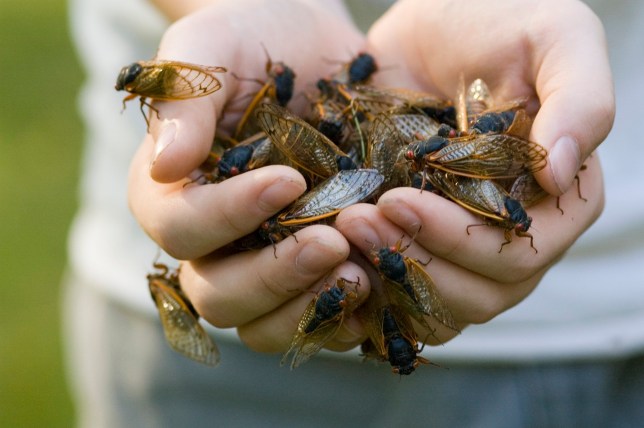 Cicadas