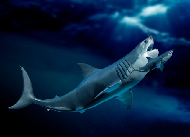 Megalodon and shark, illustration