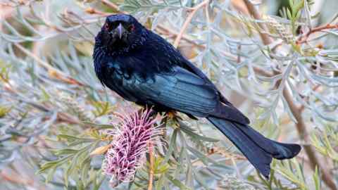 A drongo sitting on a branch