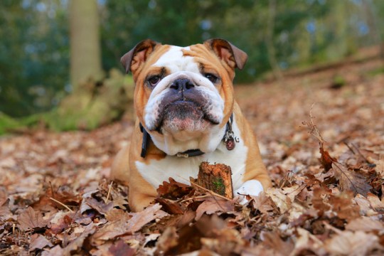 English Bulldog