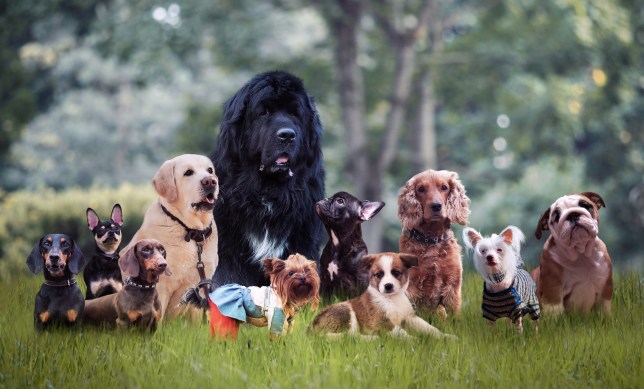 Many different breeds of dogs on the grass