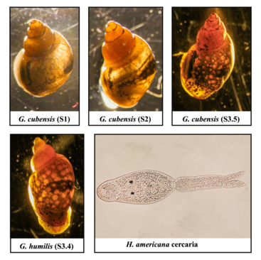 flatworm and host