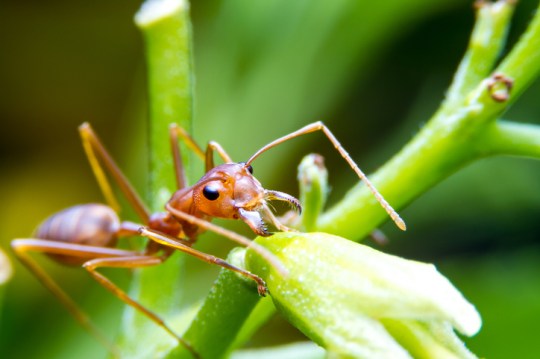 Red fire ant worker on tree. focus on head.