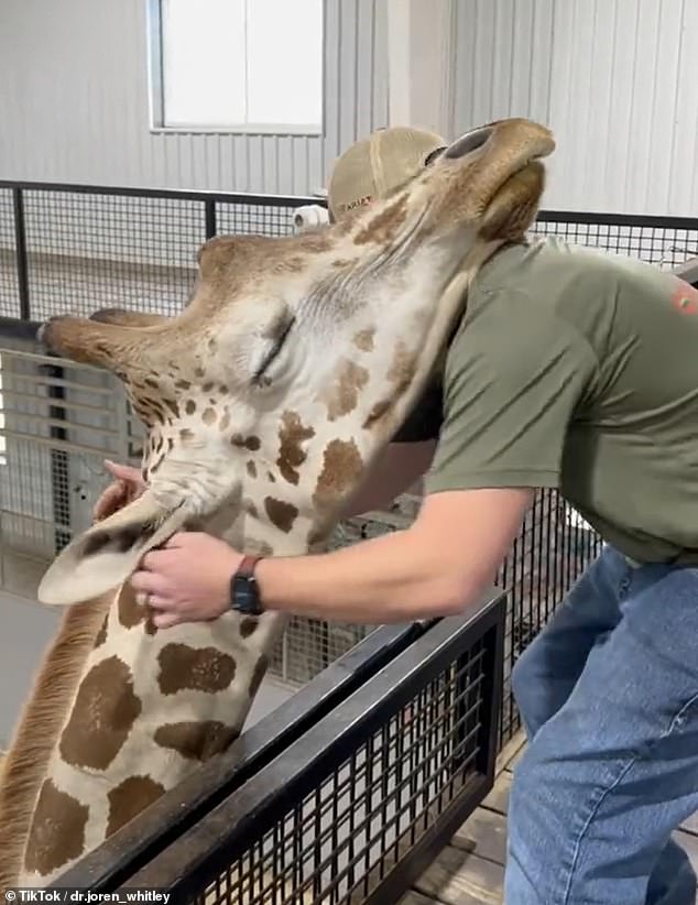 Gerry hugged Whitley in a show of affection after the chiropractor unlocked his jaw