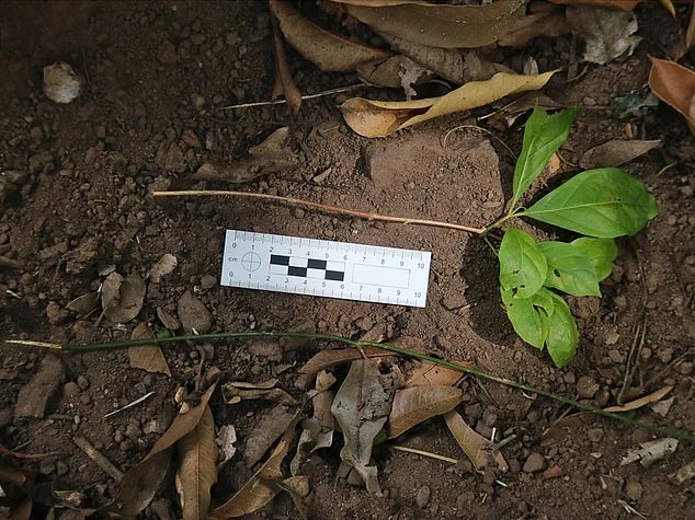 When it came to the monkey's stick usage, which the researchers observed on 40 documented occasions, 32 instances were specifically for raiding spider burrows. Above, two sticks used by the capuchin monkeys, as measured by the scientists