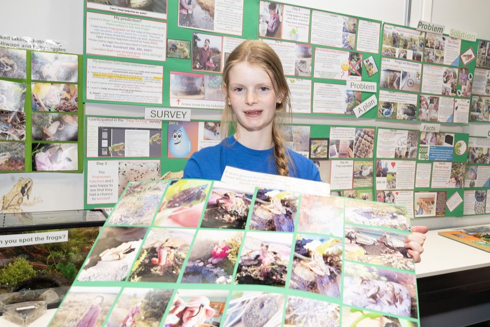 A pupil from Calvary Homeschool, Ballymote, Co. Sligo. Their project investigated the science behind the question, “Can I keep tadpoles as pets?