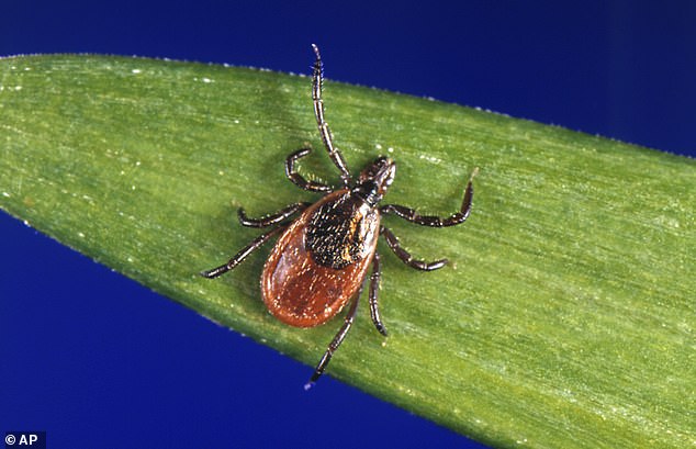 If a tick bites you, you should immediately remove it by either using your nails or a pair of tweezers