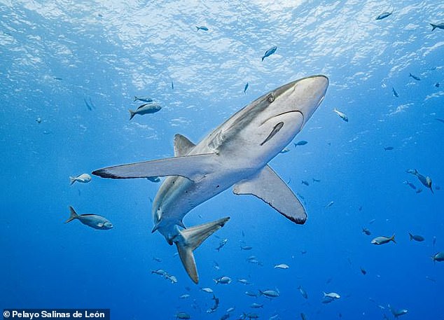 Move aside, Michael Phelps ¿ there's a new record-breaking swimmer in town. A silky shark has broken the world record after swimming a staggering 17,000 miles across the Pacific Ocean.