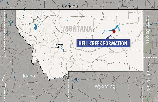 The Hell Creek Formation is one of the world's best places to find dinosaur fossils, but even here T. rex specimens are very rare and juvenile specimens even rarer