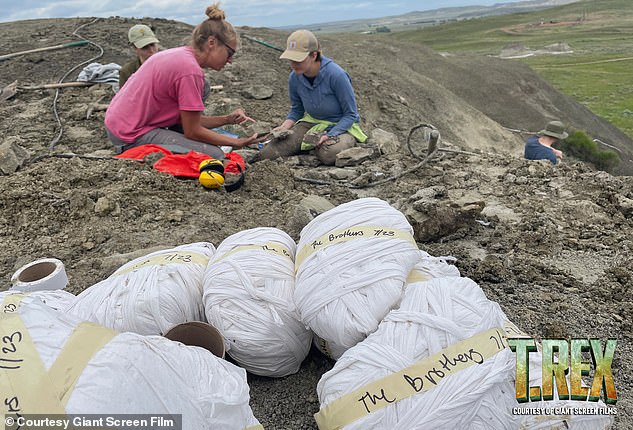 Scientists say that this discovery could help us understand how the T-Rex grew up and how it became the giant, iconic predator many of us would recognise