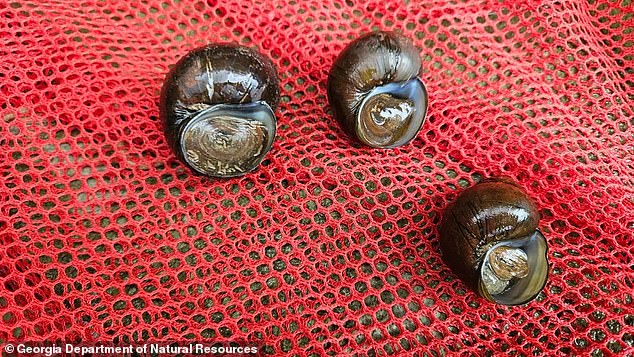 Above, an image from Georgia Department of Natural Resources Wildlife Resources Division (WRD) - who uncovered a 'viable, reproducing population' of mystery snails in Lake Lanier