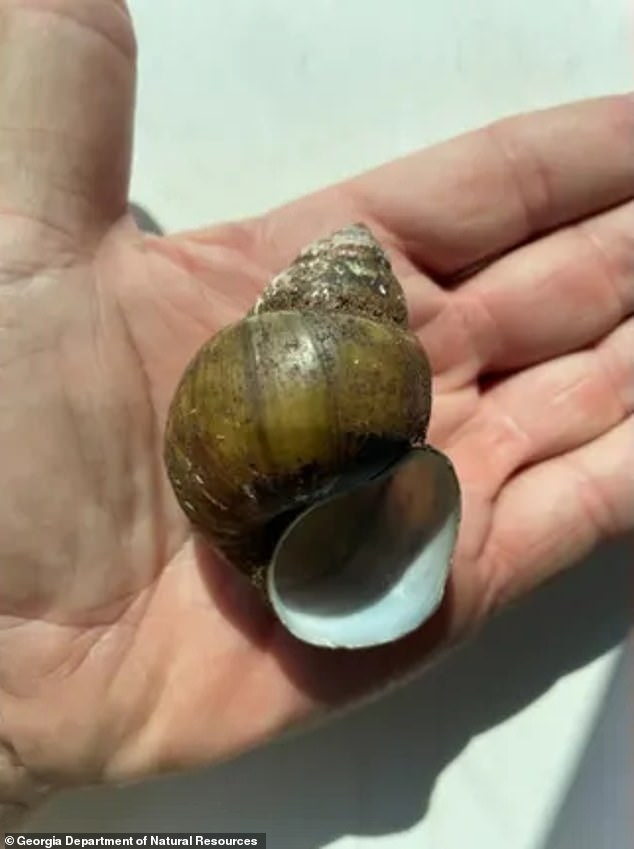 'While we initially hoped that this was an individual specimen found on Lanier,' WRD's Aquatic Nuisance Species Coordinator Jim Page said in a statement, 'further investigation indicated that this is a viable, reproducing population of snails'