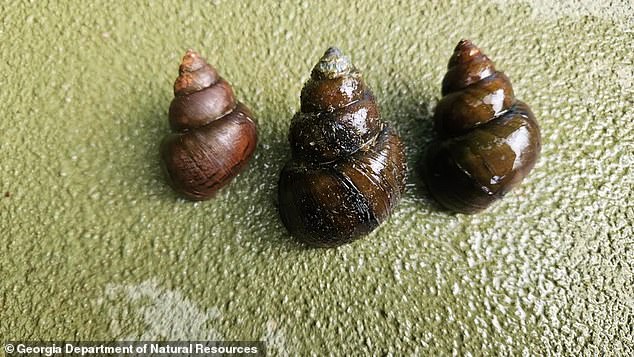 The mystery snail (pictured) can wreak havoc on private property, 'damaging vessels and other boating equipment' as Georgia's WRD noted, as well as potentially clogging up water-intake pipes of almost any size. Its ecological impacts can also hurt the bottom line of local fisheries