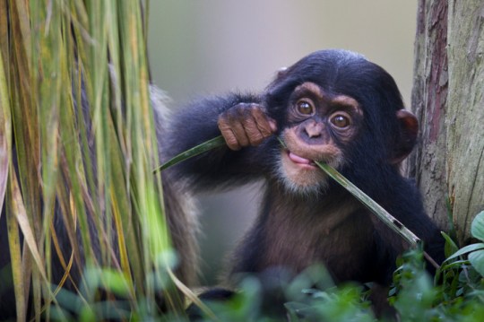 A Chimpanzee baby chews on a leaf