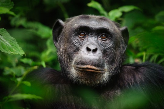 An alpha male chimpanzee in Uganda