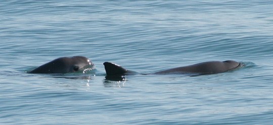 A pair of vaquitas