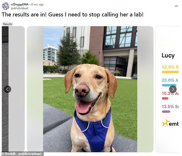 Another poster on Reddit said that their dog Lucy had no Labrador DNA whatsoever despite having been adopted from a Labrador Retriever Rescue Foundation