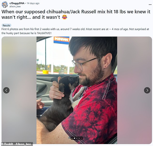 When Alison Barefield adopted her Chihuahua and Jack Russel Mix she expected him to stay small, but he soon grew to a far larger size than expected. Pictured, Alison's husband, Neil, holding their newly adopted puppy