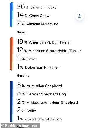 Bash's DNA test results revealed that he was actually a quarter Siberian Husky, which explained his unexpected size