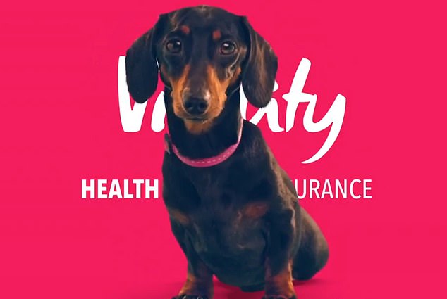 Data suggests there were more than half a million French Bulldogs and a quarter of a million Miniature Dachshunds (pictured in a Vitality advert) owned in the UK in 2023, along with more than 180,000 Pugs and 130,000 English Bulldogs.