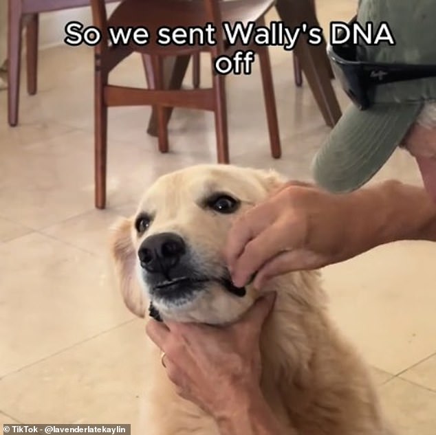 The latest trend for DINKWADs (double income no kids with a dog) is getting a DNA ancestry test for their dog, but are they really getting value for money?