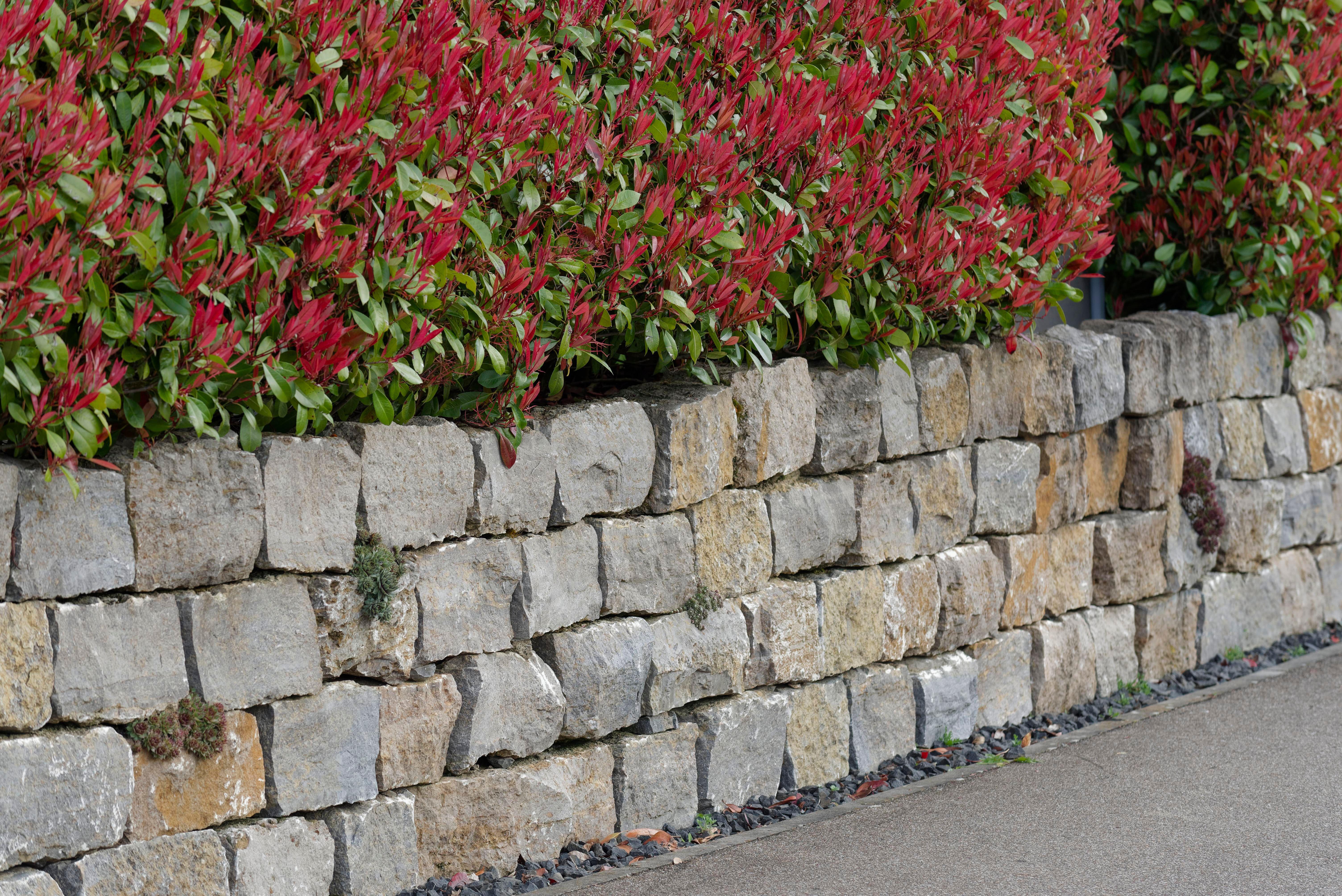 A photinia hedge growing above a wall